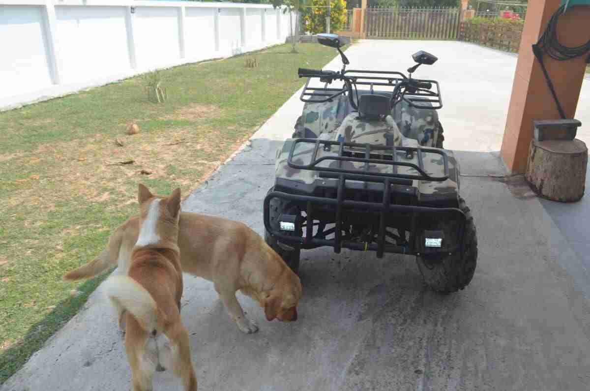 quad 250 cc (6)