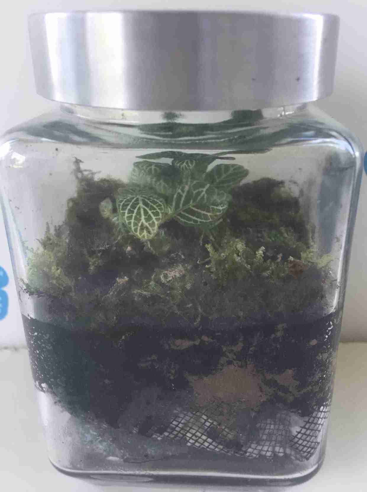 vivarium 4