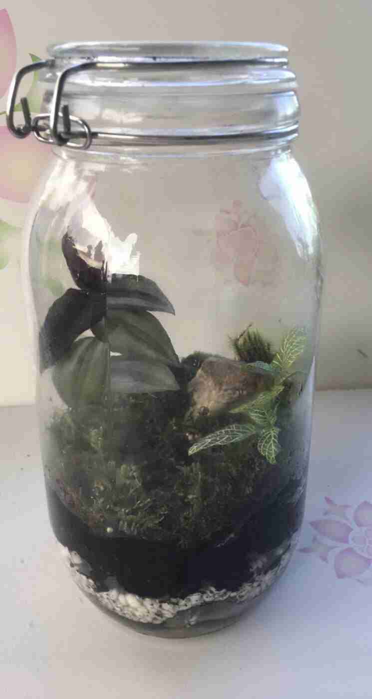 Vivarium 1