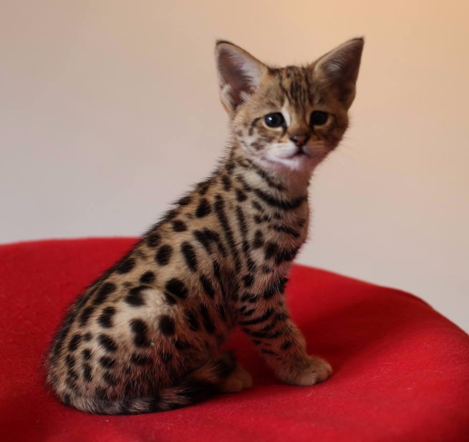 savannah (9)