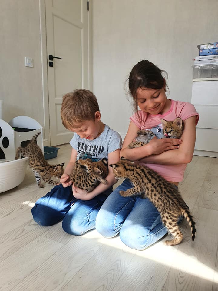 serval and caracal (5)