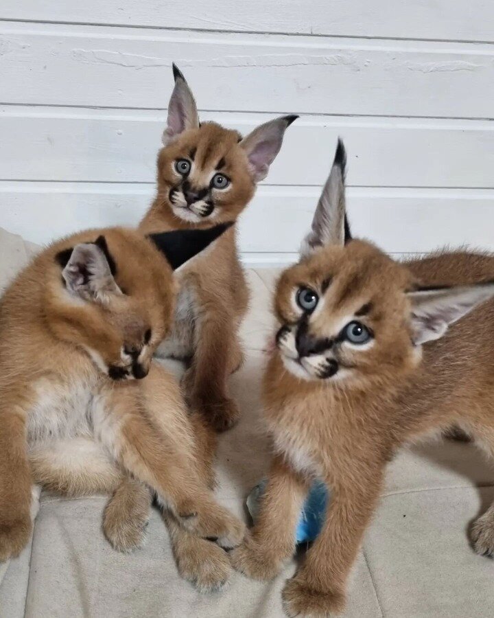 serval and caracal (3)