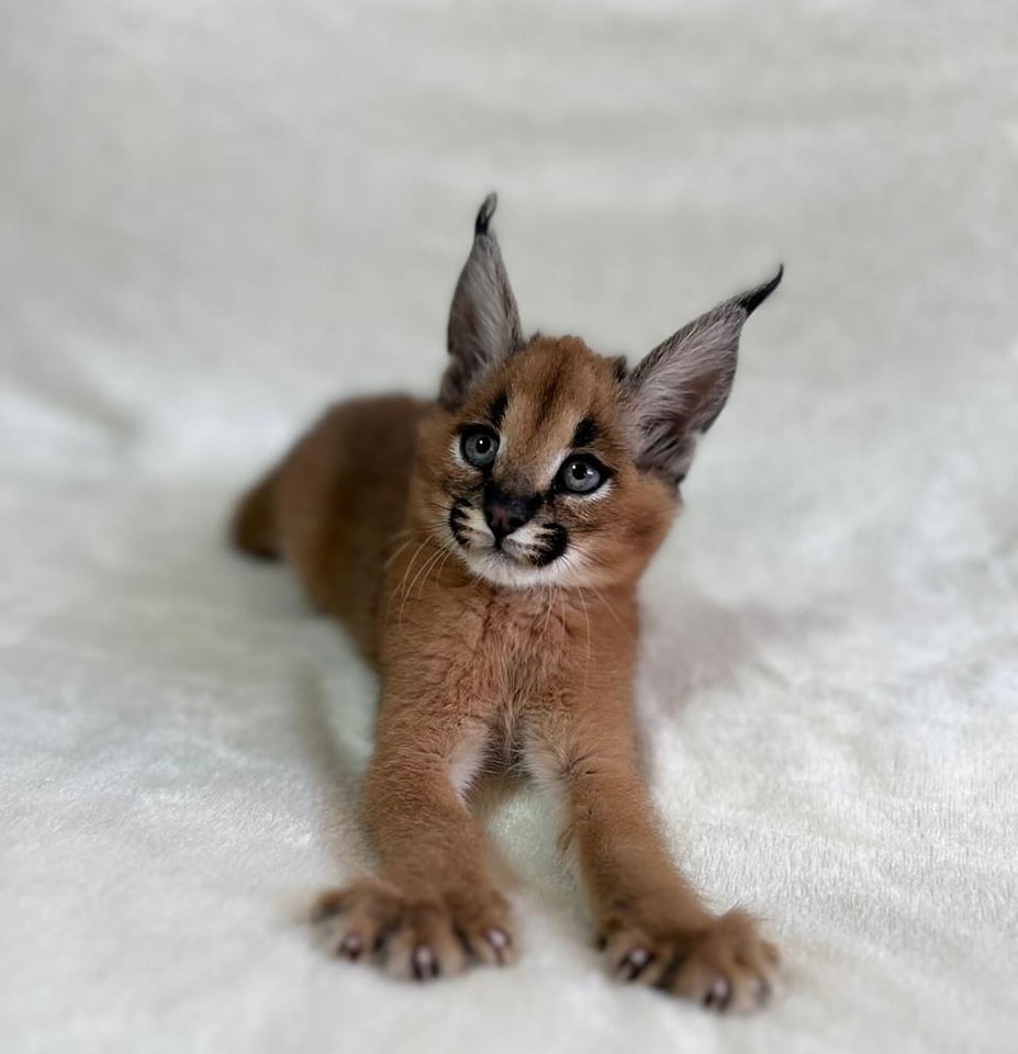 serval and caracal (15) - Copie
