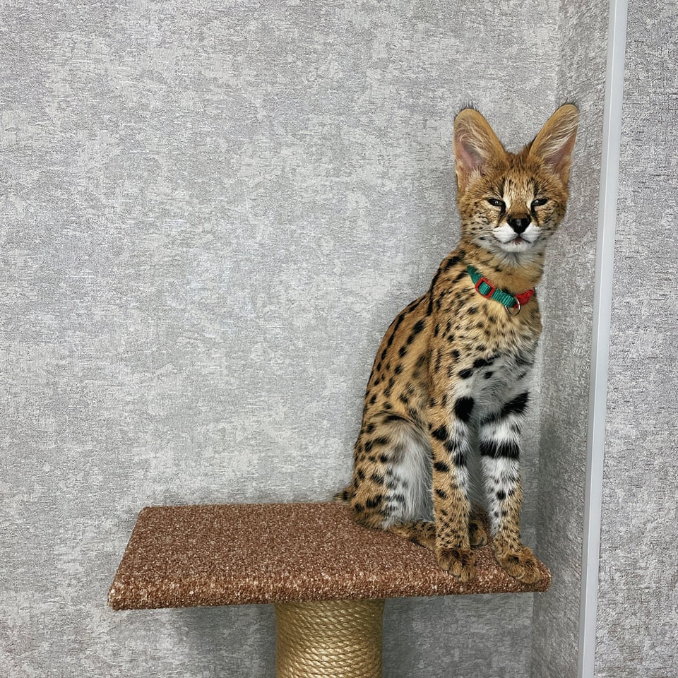 serval and caracal (12)
