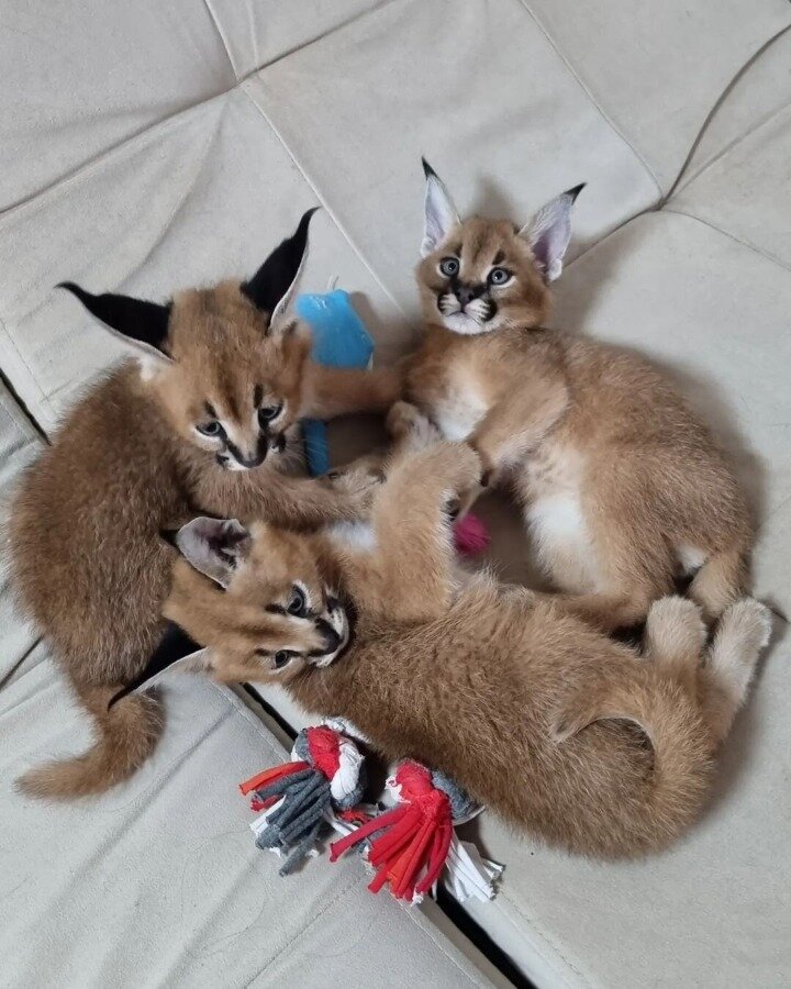 serval and caracal (4)