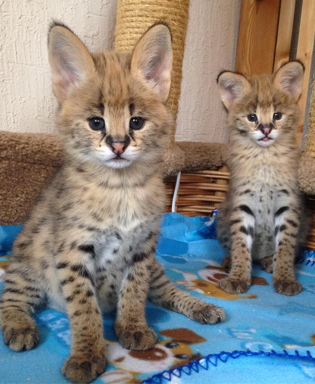 serval and caracal (10)